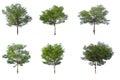 Isolated collection of trees on white background Royalty Free Stock Photo