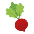 Isolated colored raddish vegetable icon Vector