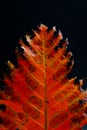 Isolated colorful autumn leaf close up macro view Royalty Free Stock Photo
