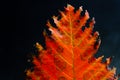 Isolated colorful autumn leaf close up macro view Royalty Free Stock Photo
