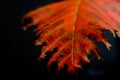 Isolated colorful autumn leaf close up macro view Royalty Free Stock Photo