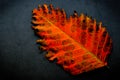 Isolated colorful autumn leaf close up macro view Royalty Free Stock Photo