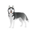 Isolated colorful happy standing black siberian husky on white background. Color flat cartoon breed dog