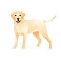 Isolated colorful happy standing labrador retriever on white background. Color flat cartoon breed dog