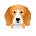Isolated colorful head and face of beagle on white background. Line color flat cartoon breed dog portrait.