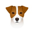 Isolated colorful head and face of jack russell terrier on white background. Flat cartoon breed dog portrait. Royalty Free Stock Photo