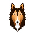 Isolated colorful head and face of scottish shepherd, collie, sheltie, sheepdog on white background. Line color flat cartoon breed