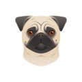 Isolated colorful head of pug dog, mops on white background. Flat cartoon breed dog portrait.