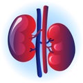 Isolated colorful red human kidney illustration on white-blue background healthy and damaged Royalty Free Stock Photo
