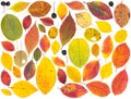 Isolated colorful autumn tree leaves and berries