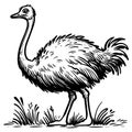 Isolated coloring page of a vector ostrich