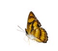 Isolated colour segeant butterfly on white