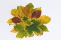 Isolated colourful red yellow green autumn maple leaves on white background Royalty Free Stock Photo