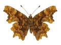 Isolated Comma butterfly Royalty Free Stock Photo