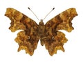 Isolated Comma butterfly