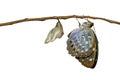 Isolated Common Archduke butterfly emerging from chrysalis Lex