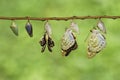 Isolated Common Archduke buttterfly emerged from chrysalis Lex