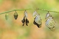 Isolated Common Archduke buttterfly emerged from chrysalis Lex