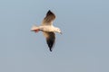 common black-headed gull (larus ridibundus) flying in blue sky Royalty Free Stock Photo