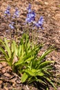 Isolated common bluebells growing in woodland