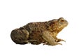 Isolated common brown toad Royalty Free Stock Photo