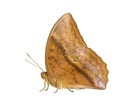 Isolated common duffer butterfly Discophota sondaica Boisduval