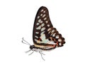 Isolated of common jay butterfly (Graphium doson) Royalty Free Stock Photo