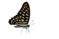 Isolated the common jay butterfly Royalty Free Stock Photo