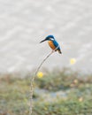 Isolated common kingfisher perch on a stick on the shores of a lake, cute little hunter waiting for a fish Royalty Free Stock Photo