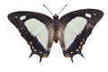 Isolated common nawab butterfly Polyura athamas on white