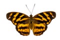 Isolated common pasha butterly Herona marathus in dorsal view on white