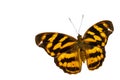 Isolated common pasha butterly Herona marathus in dorsal view on white