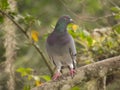 Isolated common pigeon sitting on a tree
