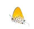 Isolated common posy butterfly on white