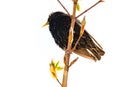 Isolated common starling bird on a twig