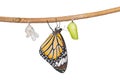 Isolated common tiger butterfly emerging from pupa hanging on twig Royalty Free Stock Photo