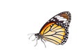 Isolated common tiger butterfly on white Royalty Free Stock Photo