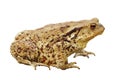 Isolated common toad Royalty Free Stock Photo