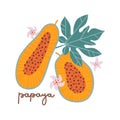Isolated concept of two papayas and papaya leaf. Healthy eating, exotic fruit. Handdrawn illustration in flat style with