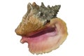 Isolated conch sea shell