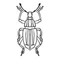 Isolated contour drawing of a beetle on a white background. Dood