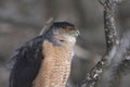 Cooper hawk in hunting mode Royalty Free Stock Photo