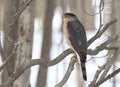 Cooper hawk in hunting mode Royalty Free Stock Photo