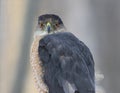 Cooper hawk in hunting mode Royalty Free Stock Photo