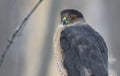 Cooper hawk in hunting mode Royalty Free Stock Photo