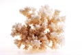 Isolated coral Royalty Free Stock Photo
