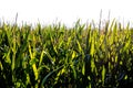 Corn field isolated Royalty Free Stock Photo