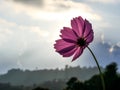 Isolated cosmos flower