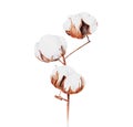 Isolated cotton flowers on a branch watercolor illustration