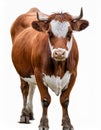 Isolated Cow on White Royalty Free Stock Photo